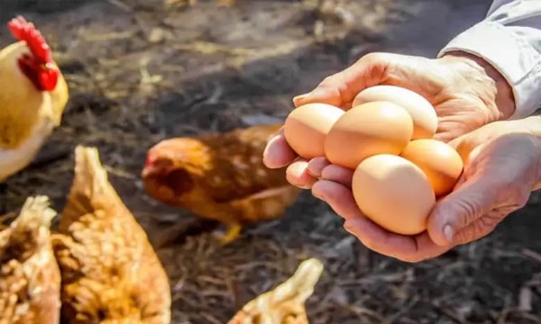 Chicken Chicken