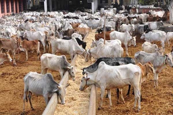 Cattle Slaughter Act