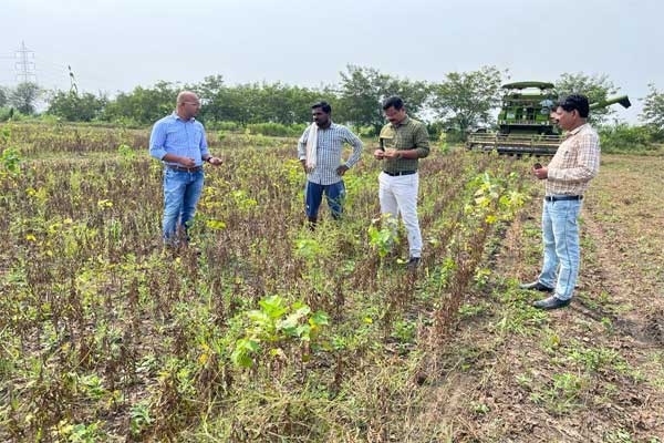 Hinganghat soybean