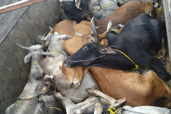 cattle with cruelty cattle with cruelty