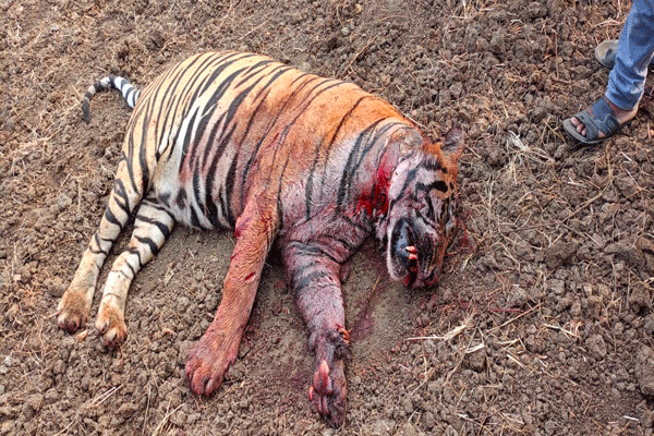 Bajrang male tiger