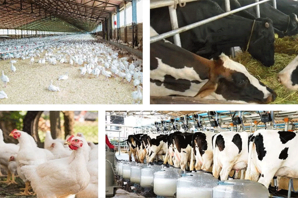 Animal Husbandry Department