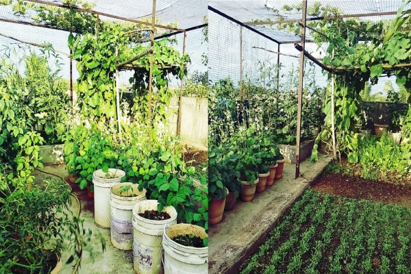 भाजी लागवड 