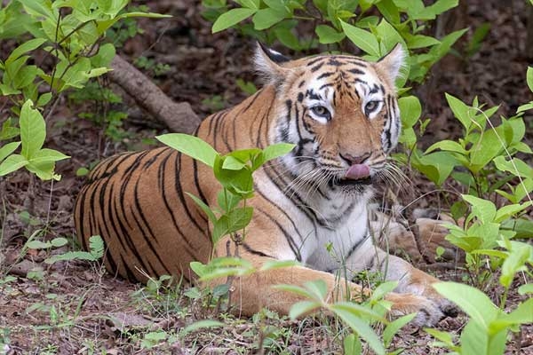 Maya tigress
