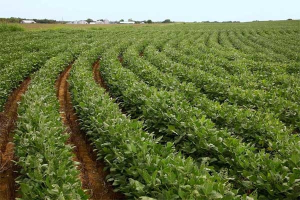 Soybeans Crop