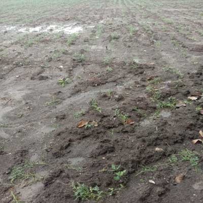Heavy Rain crop damage