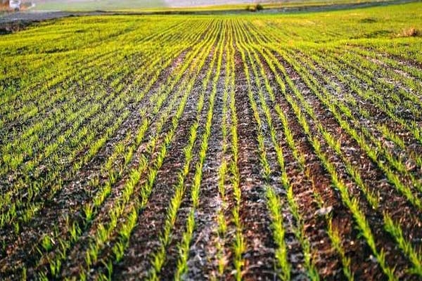 Sorghum Crop