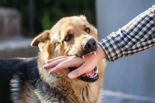 dog bite 