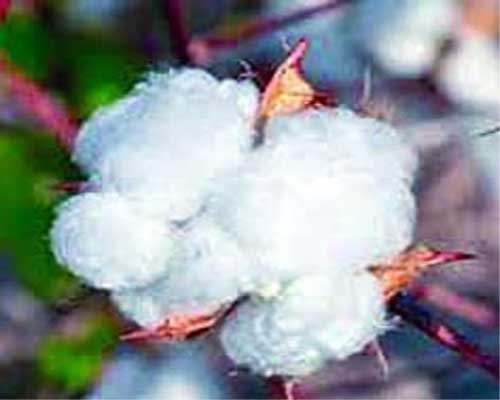 CCI cotton