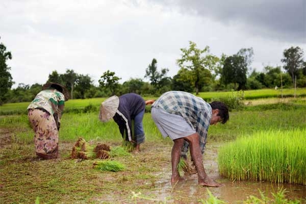 Crop sowing