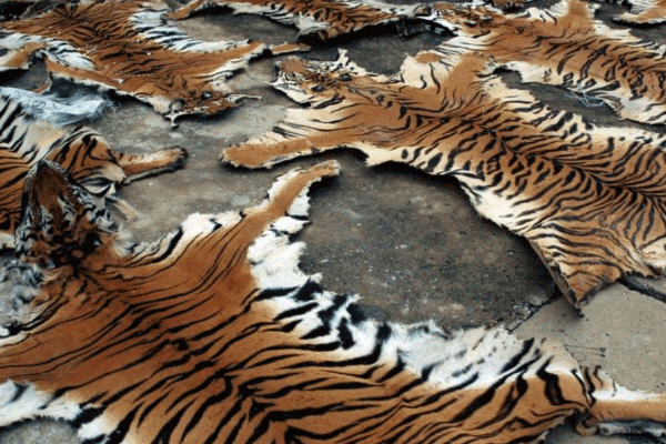 wildlife