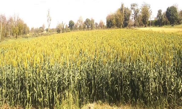 Sorghum Crop