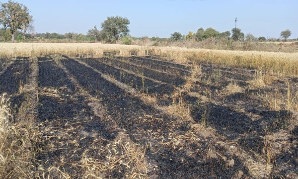 Wheat Burns Wheat Burns