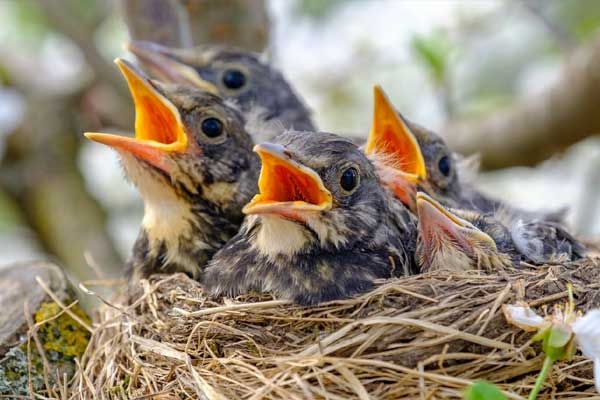 NEST