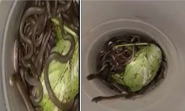 Baby Snakes