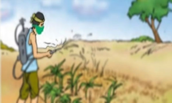 Groundnut Crop