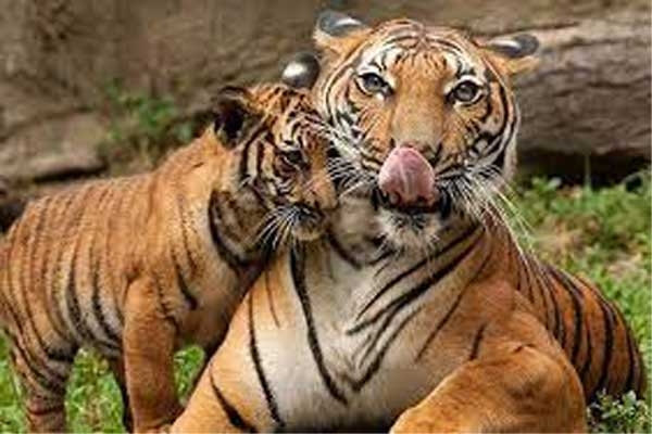 Navegaon Nagzira Tiger Reserve