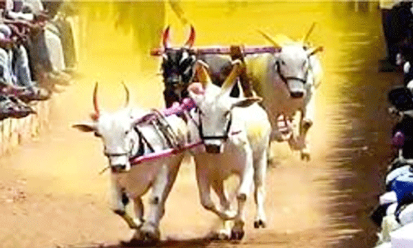 Shankarpat