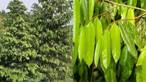 New tree species : अरुणाचल प्रदेशात झाडाच्या नवीन प्रजातीचा शोध - Tarun ...