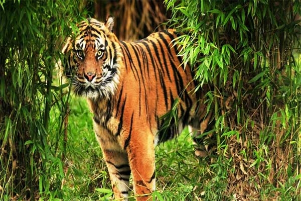 Tiger Habitat