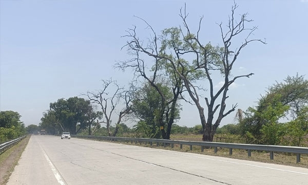 Dry trees Dry trees