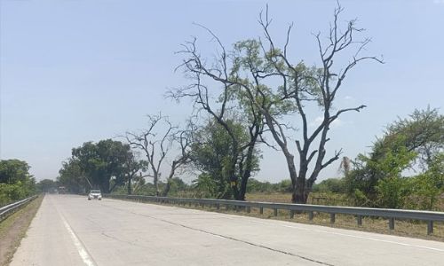 वाळलेली झाडे अपघाताला निमंत्रण