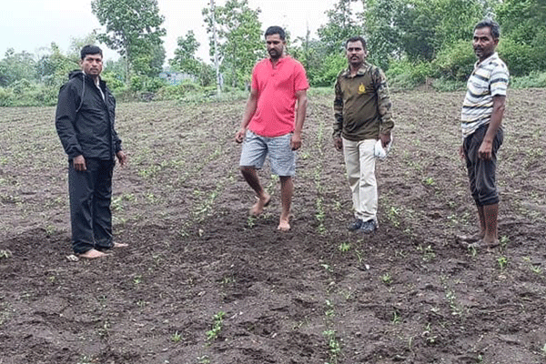 Destruction crops