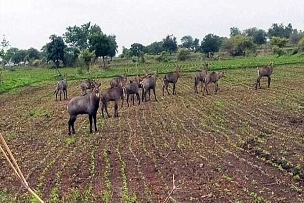 Destruction crops