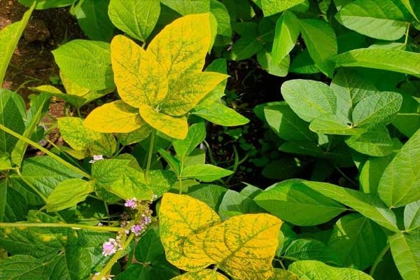 soybean crop