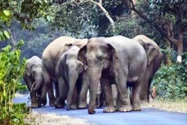 Elephant sanctuary