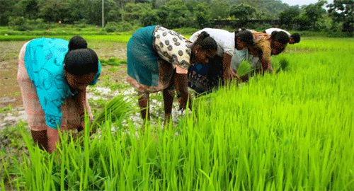 Agriculture Scheme