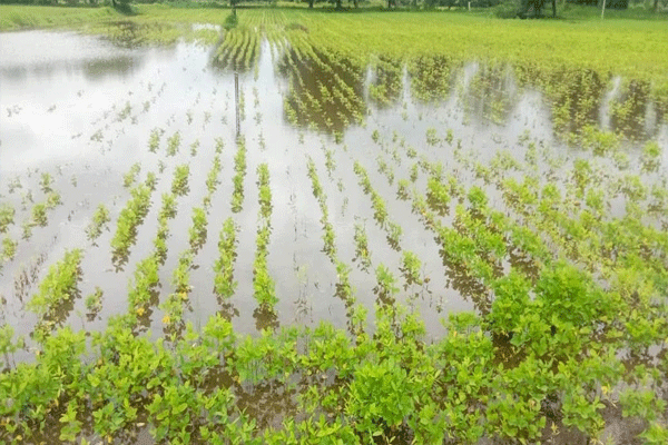Farmers get compensation Farmers get compensation