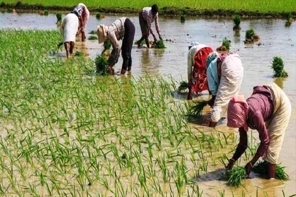 rice planting