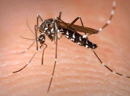 dengue