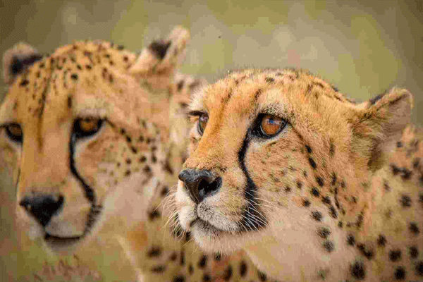 India Cheetah project