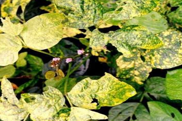 Yellow mosaic