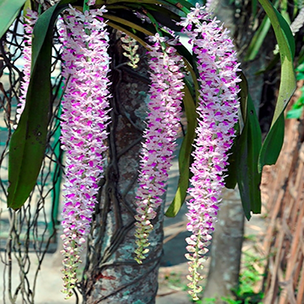 comman foxtail orchid सुंदर रानफुलाचं अस्तित्व धोक्यात - Tarun Bharat Nagpur
