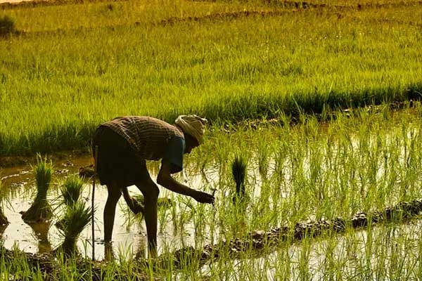 Crops Danger