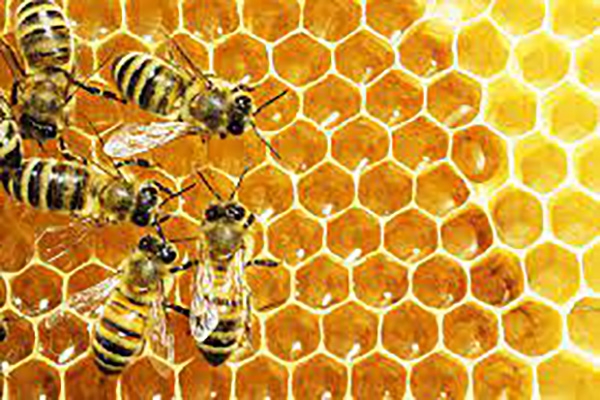 honey festival-mumbai honey festival-mumbai
