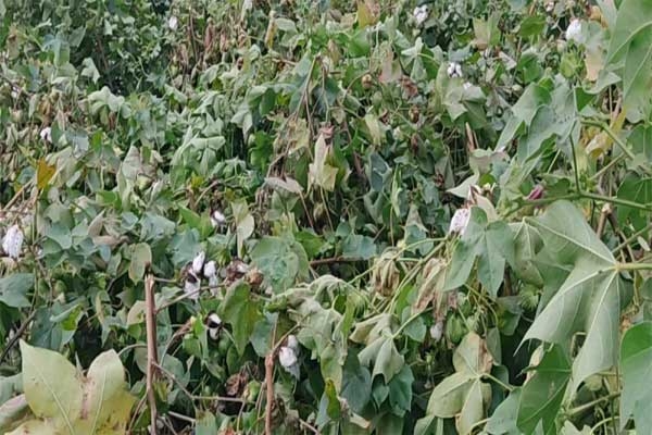 Field crops suffocated 