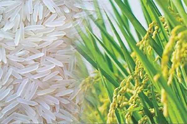 basmati-dehradun-rice basmati-dehradun-rice