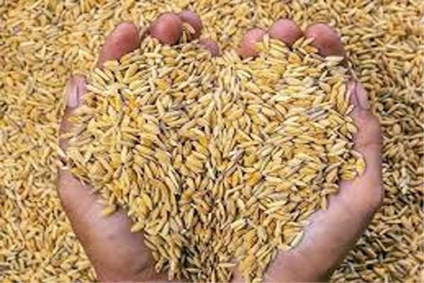 Paddy Grower Subsidy