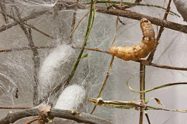 Silk Samagra-II