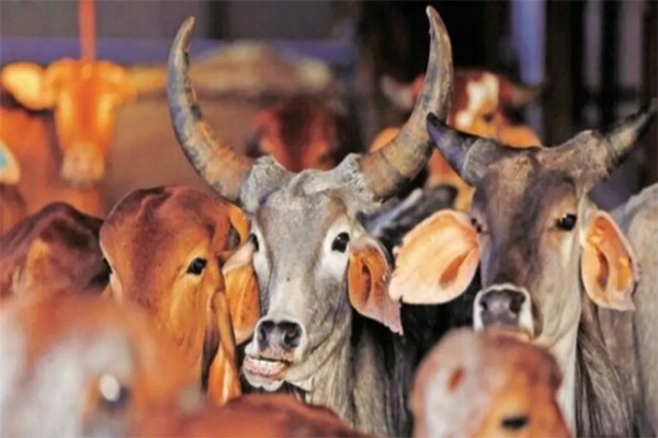 cows 