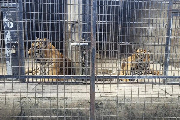 tiger 