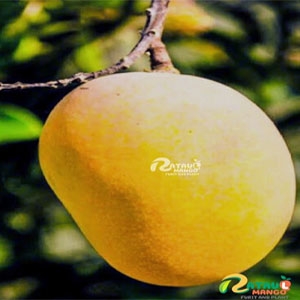 ratual mango