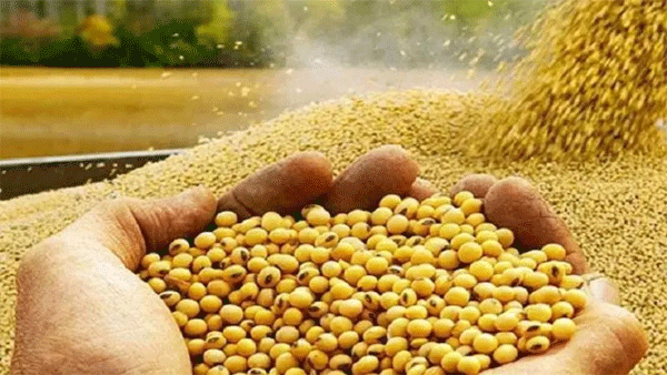 soybeans