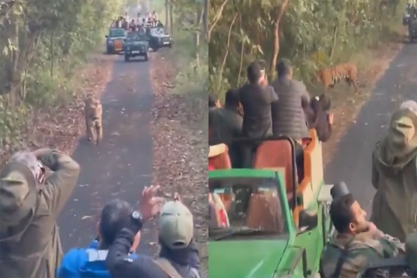 pilibhit tiger reserve