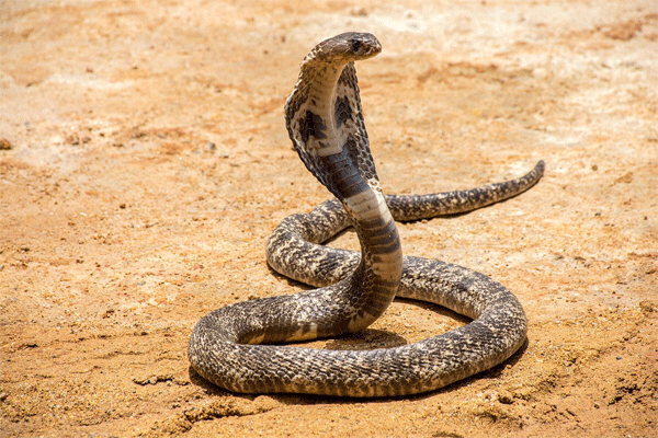 snake