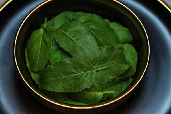 TULASI